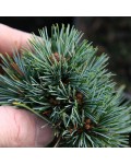 Pinus koraiensis ’Blue Ball’